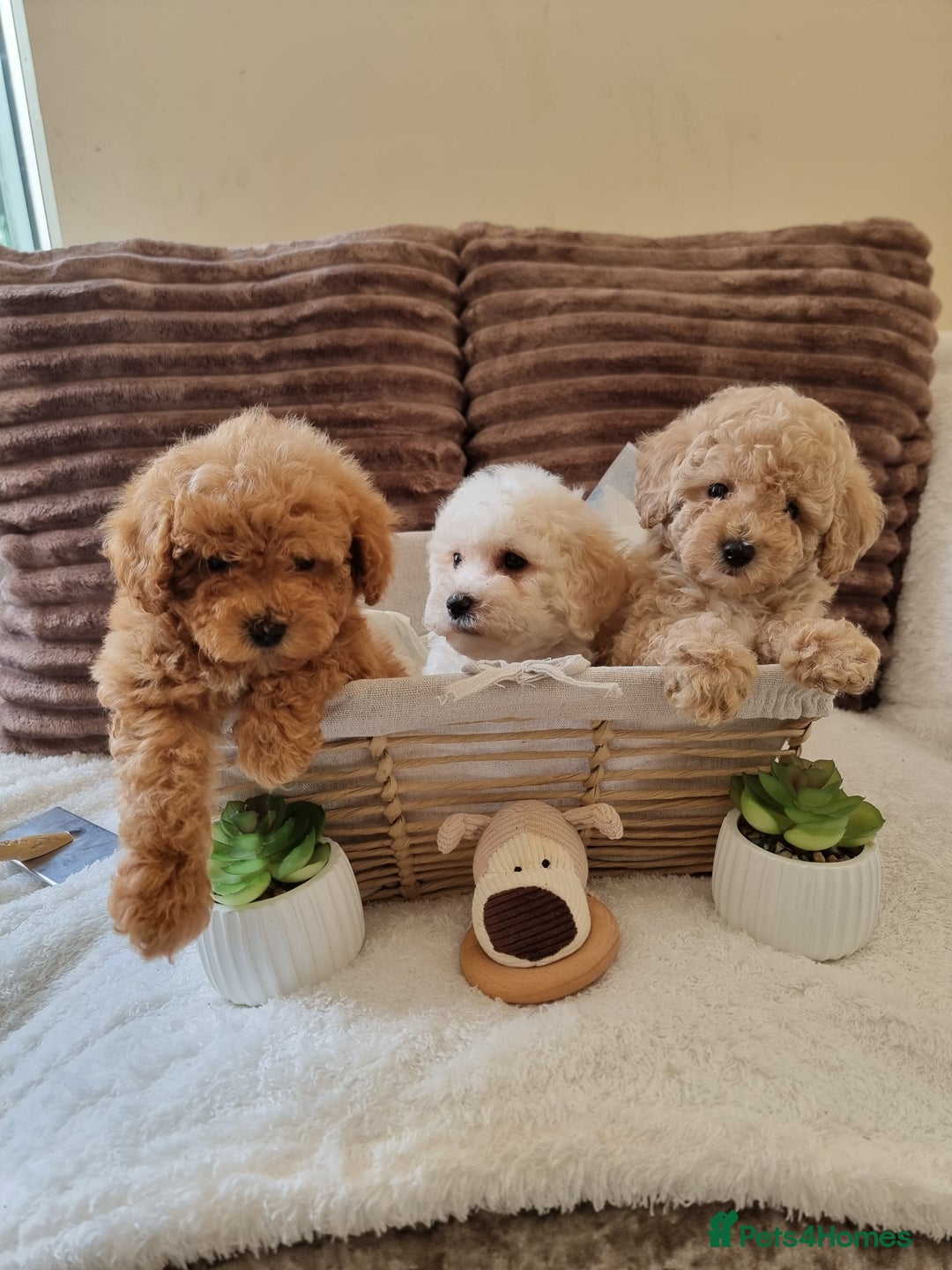 Poochon dogs for sale: 🧸poochon puppies 🧸 - Image 4