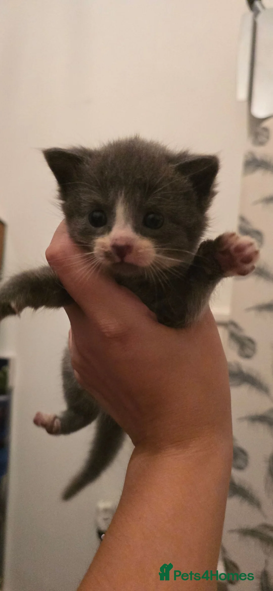Mixed Breed cats for sale: 4 beautiful kittens READY SEPTEMBER  - Advert 2