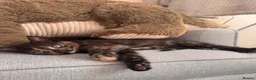 Mixed Breed cats for sale: Female kitten in Hereford - Advert 3