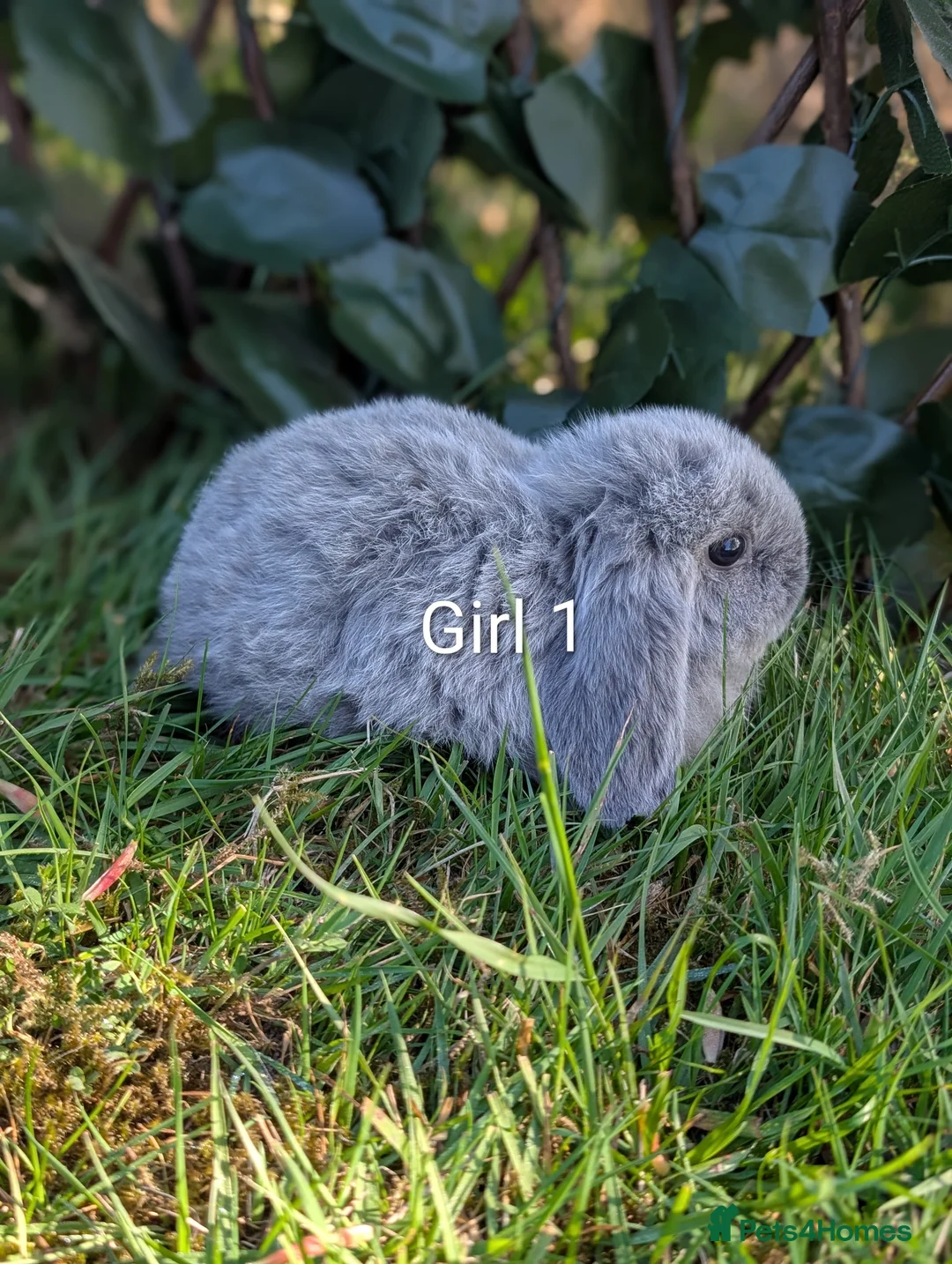 Mini Lop rabbits for sale: Pure Bred Mini Lops - Advert 2