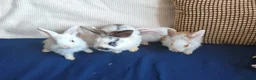 Mixed Breed rabbits for sale: CUTE FRIENDLY BUNNIES READY FOR FOREVER HOMES - Advert 22