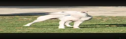 Italian Greyhound dogs for sale: KC reg Italian greyhounds - Advert 11