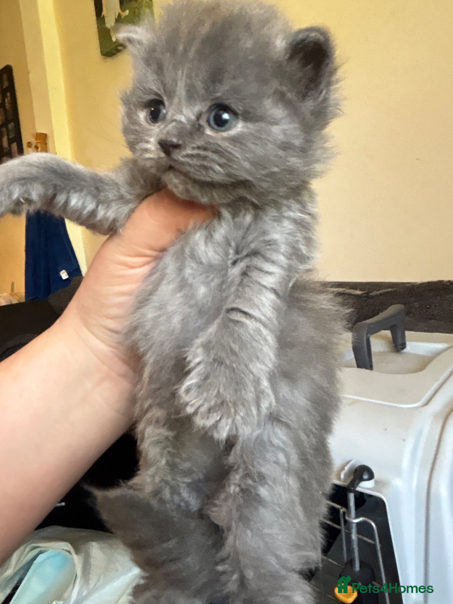 British Shorthair cats British blue shorthair GIRLS ready 20th June  - Advert 5