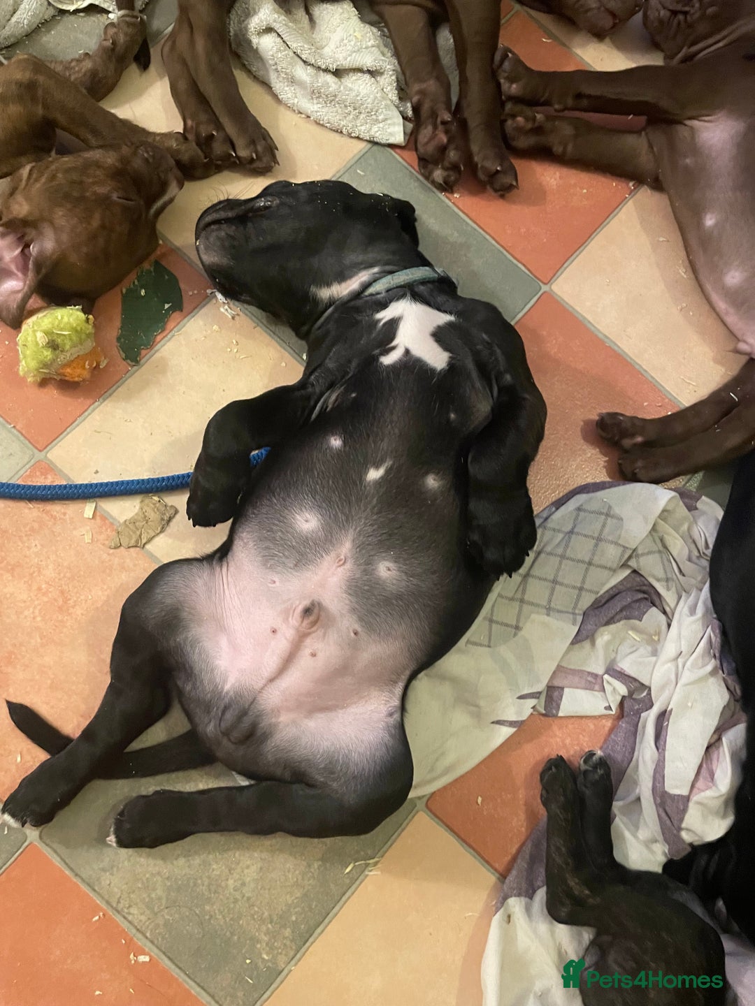Staffordshire Bull Terrier dogs for sale: Staffordshire/American Staffordshire pups in Harrow - Image 35