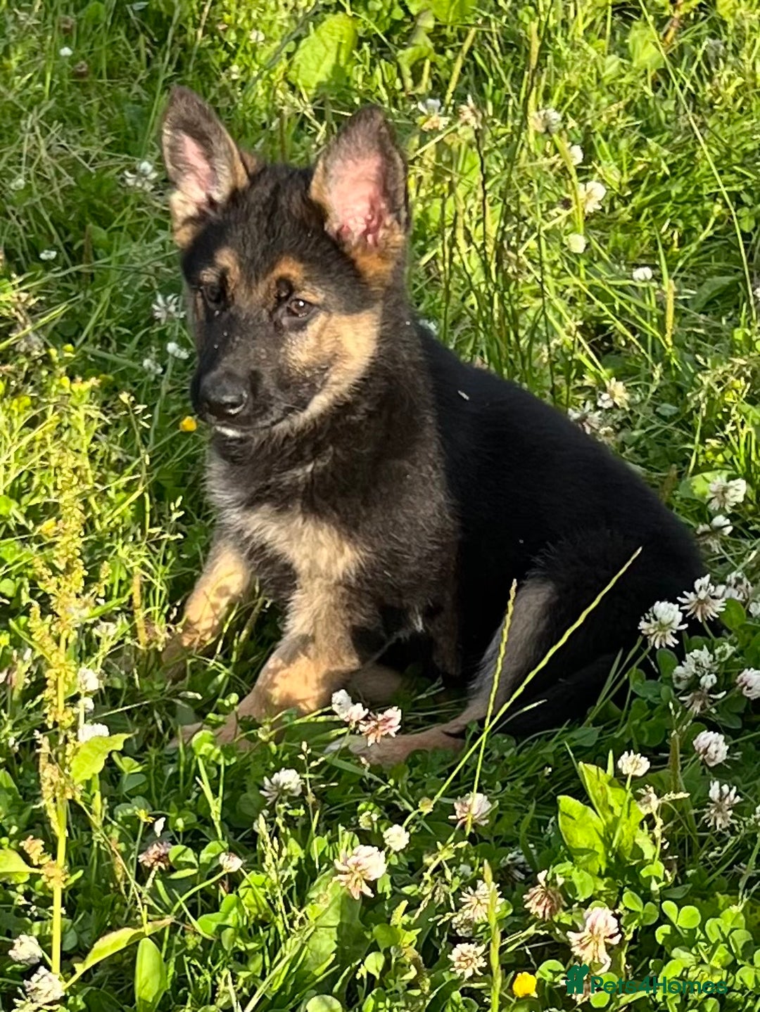 German Shepherd dogs for sale: German shepherd pups - Image 1