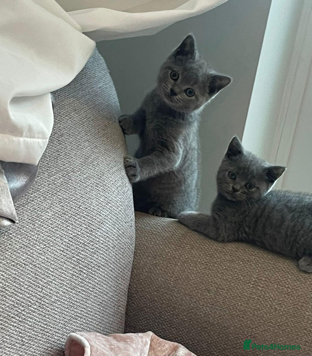 British Shorthair cats for sale: Beautiful litter of British blues  - Image 4