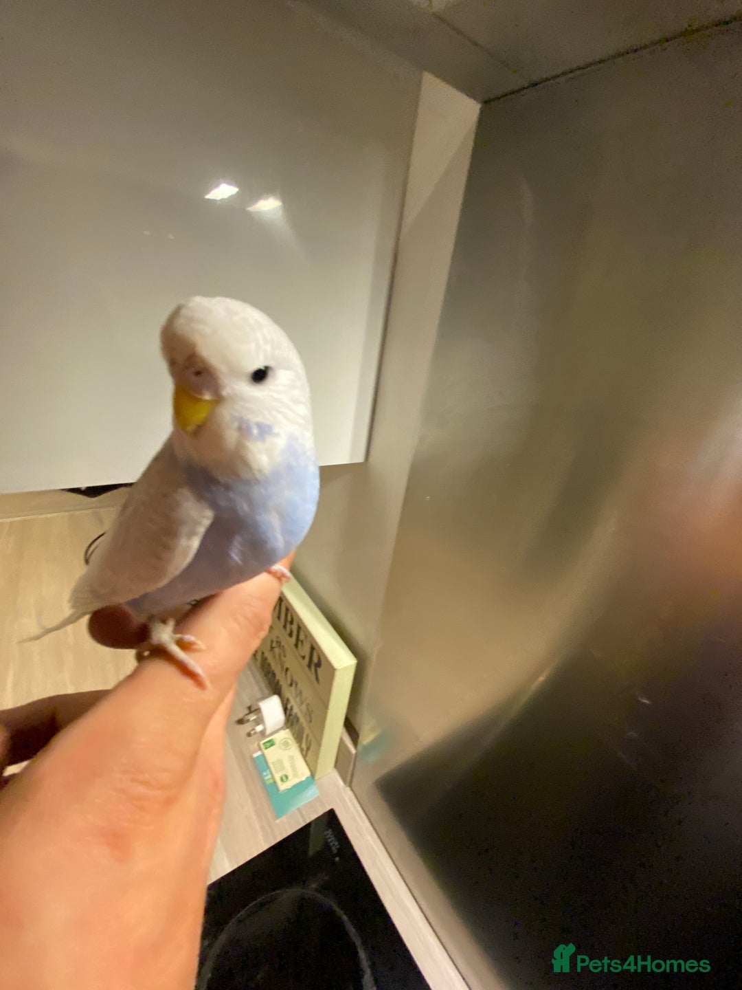 Budgerigars birds for sale: Hand reared hand tame baby budgies - Advert 15
