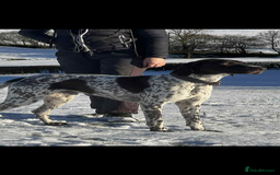 German Shorthaired Pointer dogs for sale: ⭐ 6 adorable German shorthaired pointer puppies ⭐️ - Advert 11