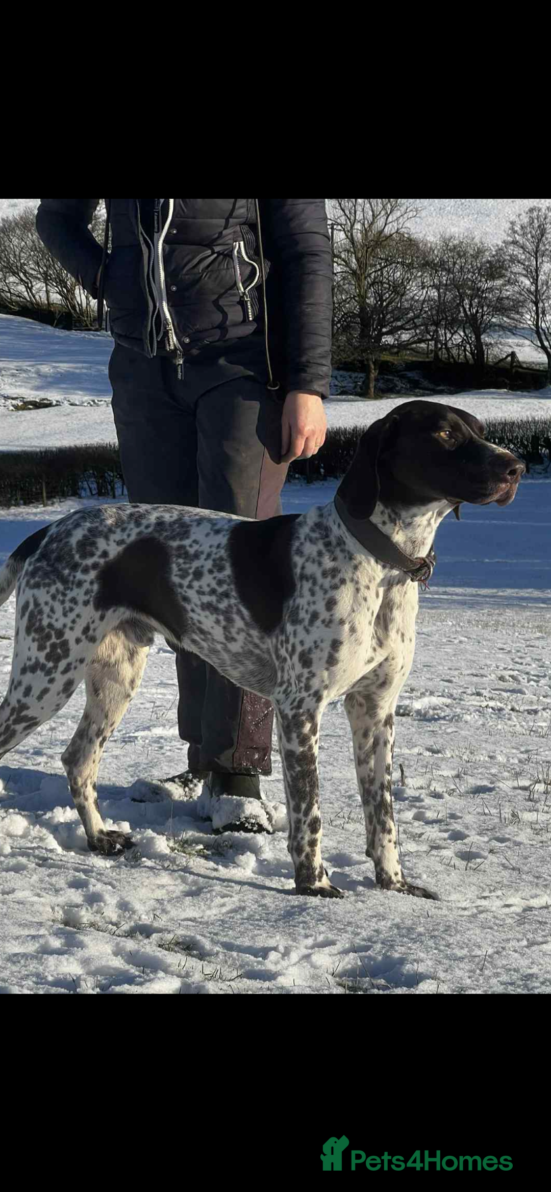 German Shorthaired Pointer dogs for sale: ⭐ 6 adorable German shorthaired pointer puppies ⭐️ - Advert 11