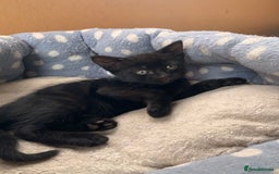 Domestic Shorthair cats for sale: Tabby kittens for sale - Image 28
