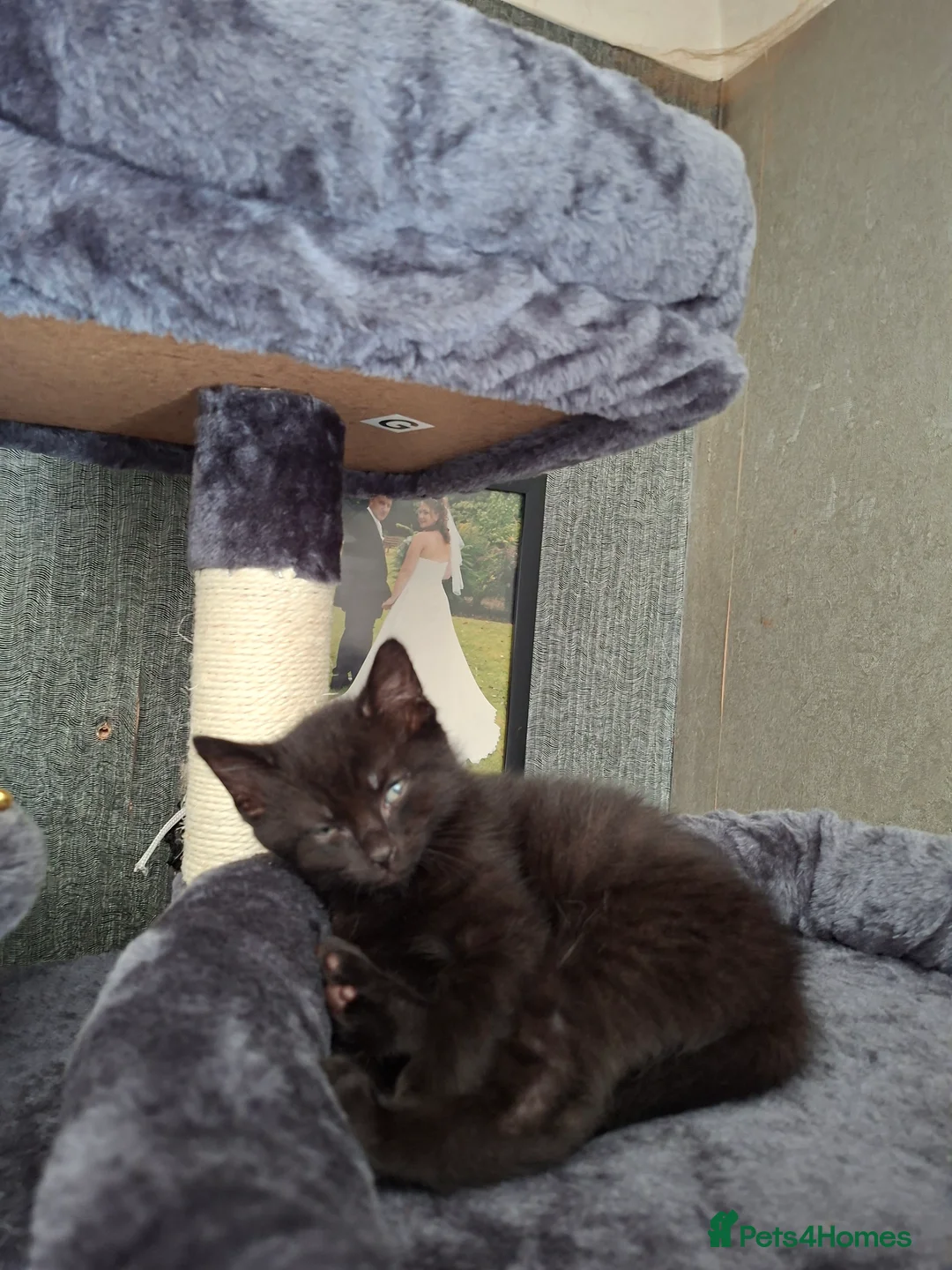 Mixed Breed cats for sale:  Beautiful bundles of joy in Leicester - Advert 3
