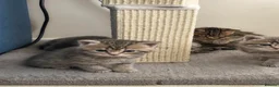 British Shorthair cats for sale: Bsh Kittens ready to go  in Glasgow - Advert 16