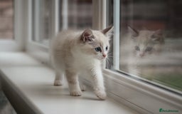 Ragdoll cats for sale: 🐈✨ Tica Registered Ragdoll Kittens in Tamworth - Image 3