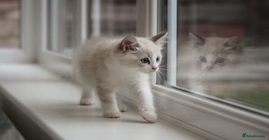 Ragdoll cats in Tamworth - Advert 14