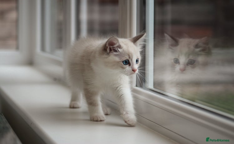 Ragdoll cats in Tamworth - Advert 12