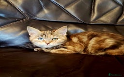 Mixed Breed cats for sale: Two short haired cross kittens available  - Image 2