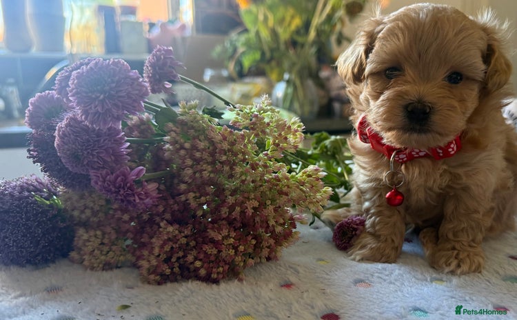 Maltipoo dogs - Advert 3