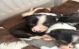 Border Collie dogs for sale: Boarder collie puppies  - Image 5