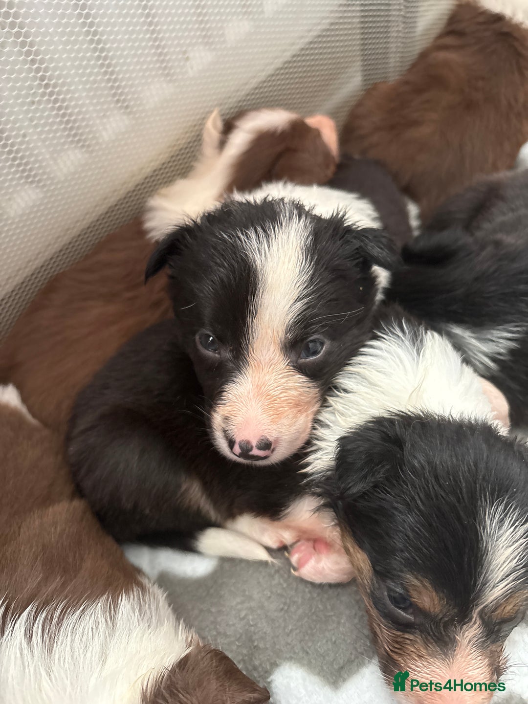 Border Collie dogs for sale: Boarder collie puppies  - Image 5
