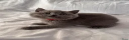 British Shorthair cats for sale: 🐾 Adorable Kittens Looking for Their Homes 🐾 - Advert 17