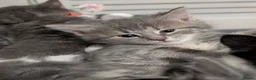 Mixed Breed cats for sale: 6 Maine coon cross domestic short hair kittens  - Advert 20
