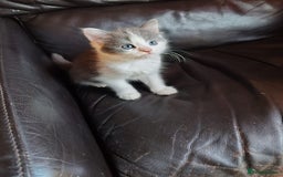 Mixed Breed cats for sale: Cuddly fluffy kittens  - Image 3