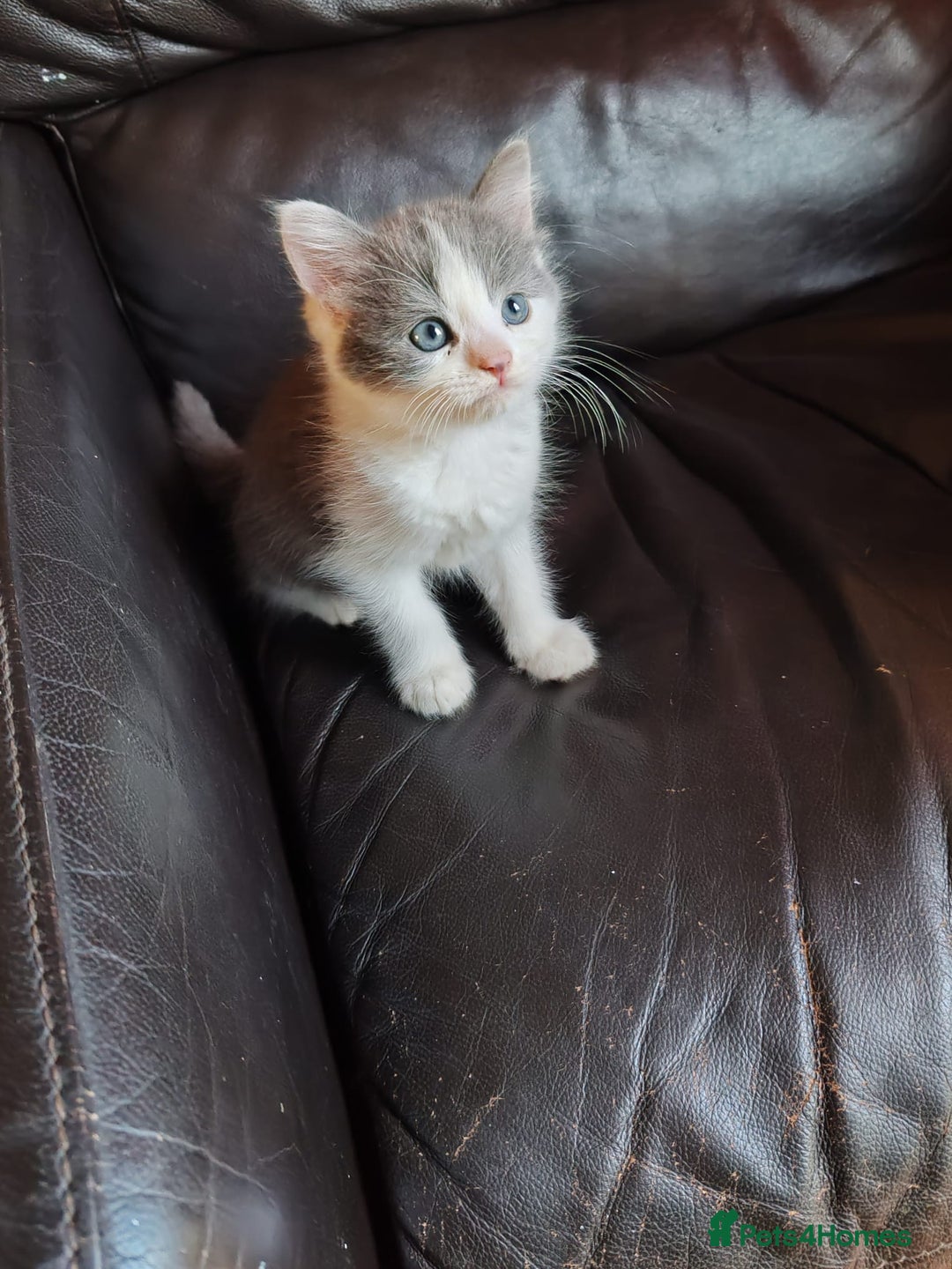 Mixed Breed cats for sale: Cuddly fluffy kittens  - Image 3