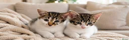 Mixed Breed cats for sale: Cute Tabby Kittens – £60 Each or £100 the Pair - Advert 1