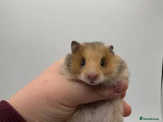 Hamster rodents Pedigree Syrian hamster pups - Advert 15