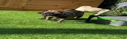 Pug dogs for sale: Siera - Advert 2