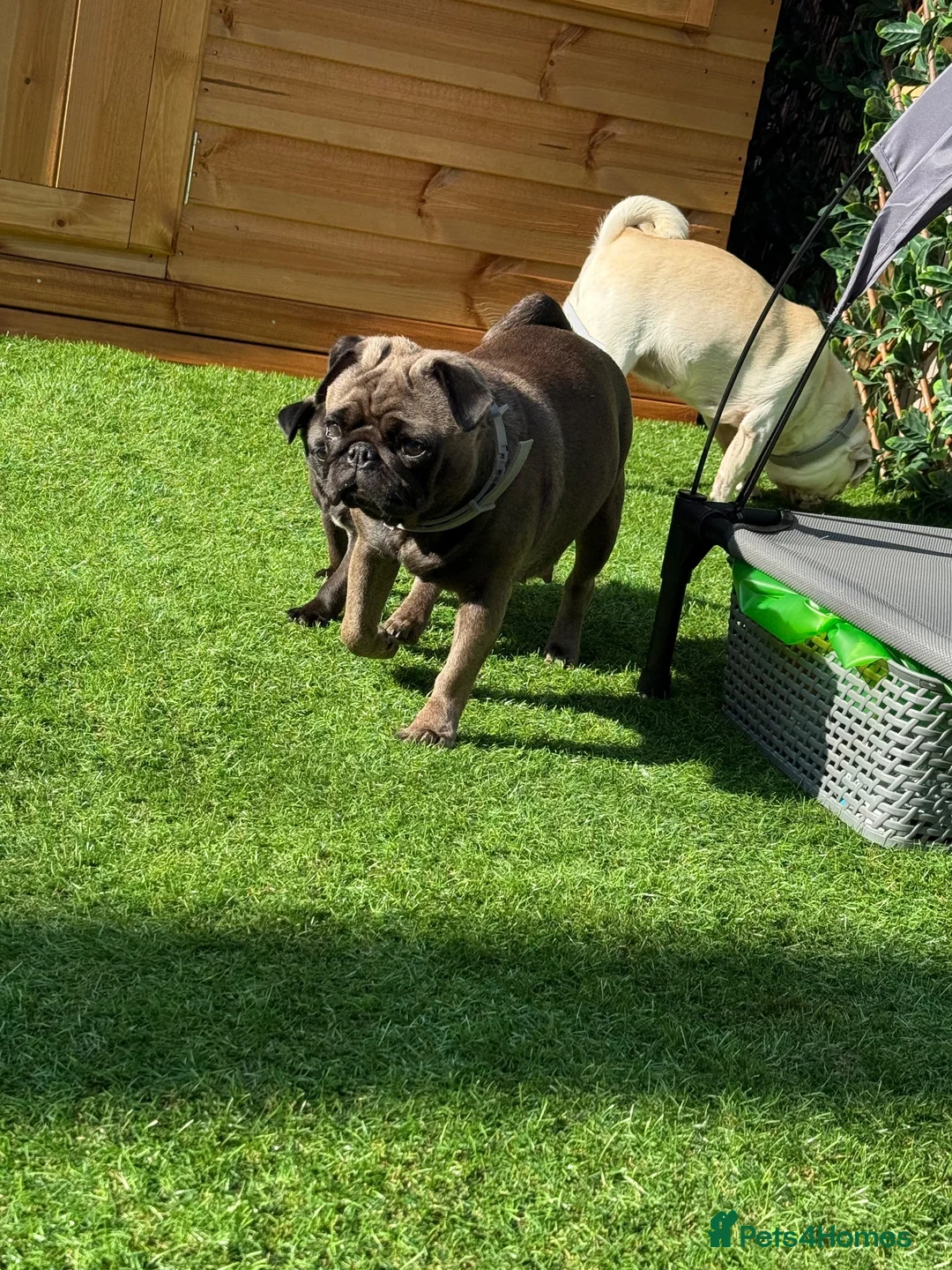 Pug dogs for sale: Siera - Advert 2