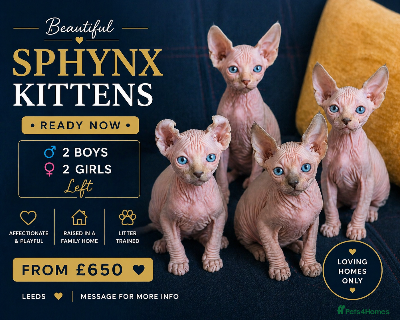 Sphynx cats Beautiful Blue-Eyed Sphynx Kittens – Ready Now - Advert 1