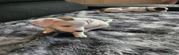 Jack Russell dogs for sale: Jack russel puppies in Leeds - Advert 22
