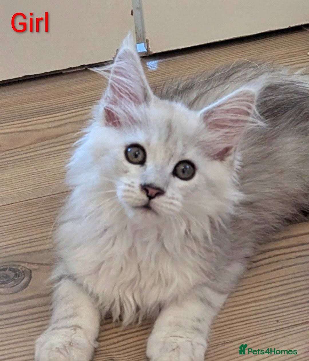 Maine Coon cats Male Maine Coon Kittens  - Advert 15
