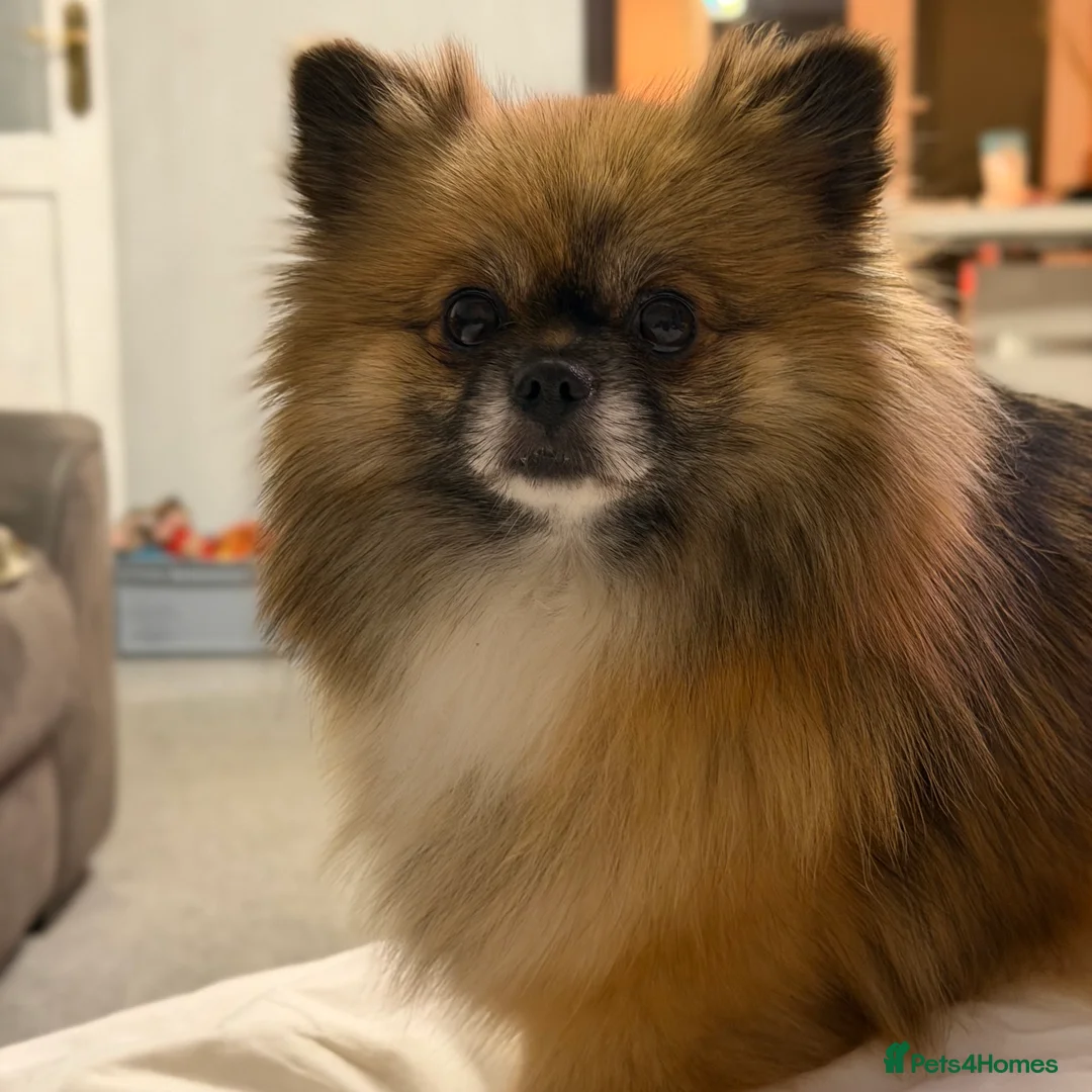 Pomeranian dogs for sale: Pomeranian 🧸  - Advert 2