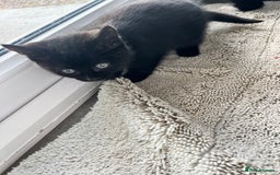 Mixed Breed cats for sale: Kittens for sale  - Advert 20