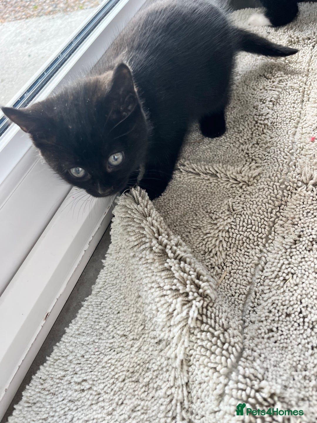 Mixed Breed cats for sale: Kittens for sale  - Advert 20