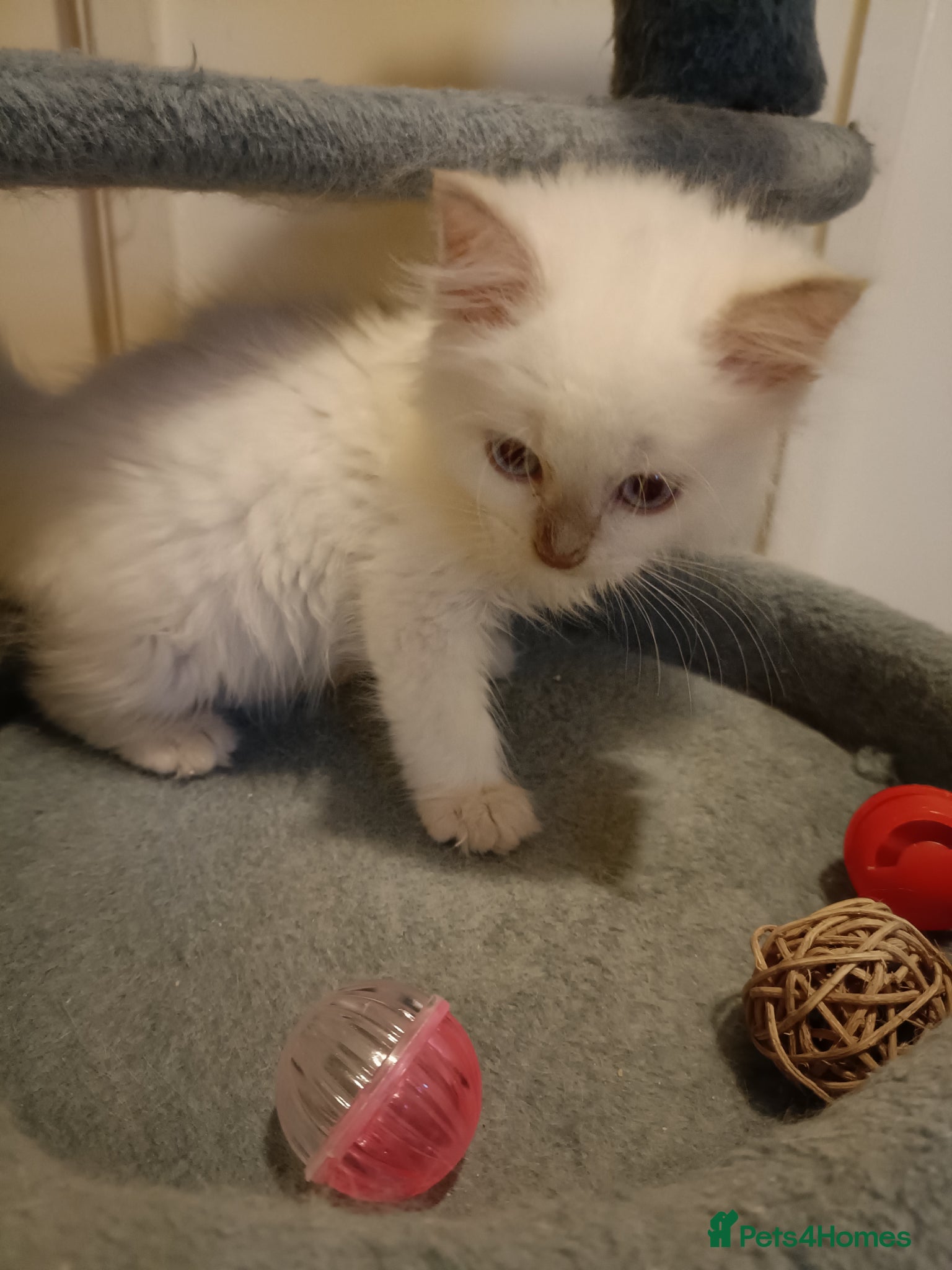 Ragdoll cats for sale: Ready now Rare active fawn point boy - Advert 1