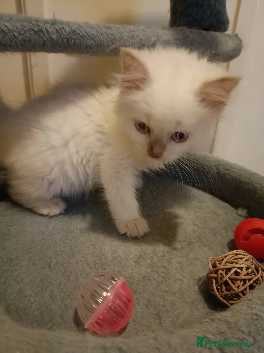 Ragdoll cats for sale: Ready now Rare active fawn point boy - Advert 1