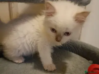 Ragdoll cats for sale: Ready now Rare active fawn point boy - Advert 1