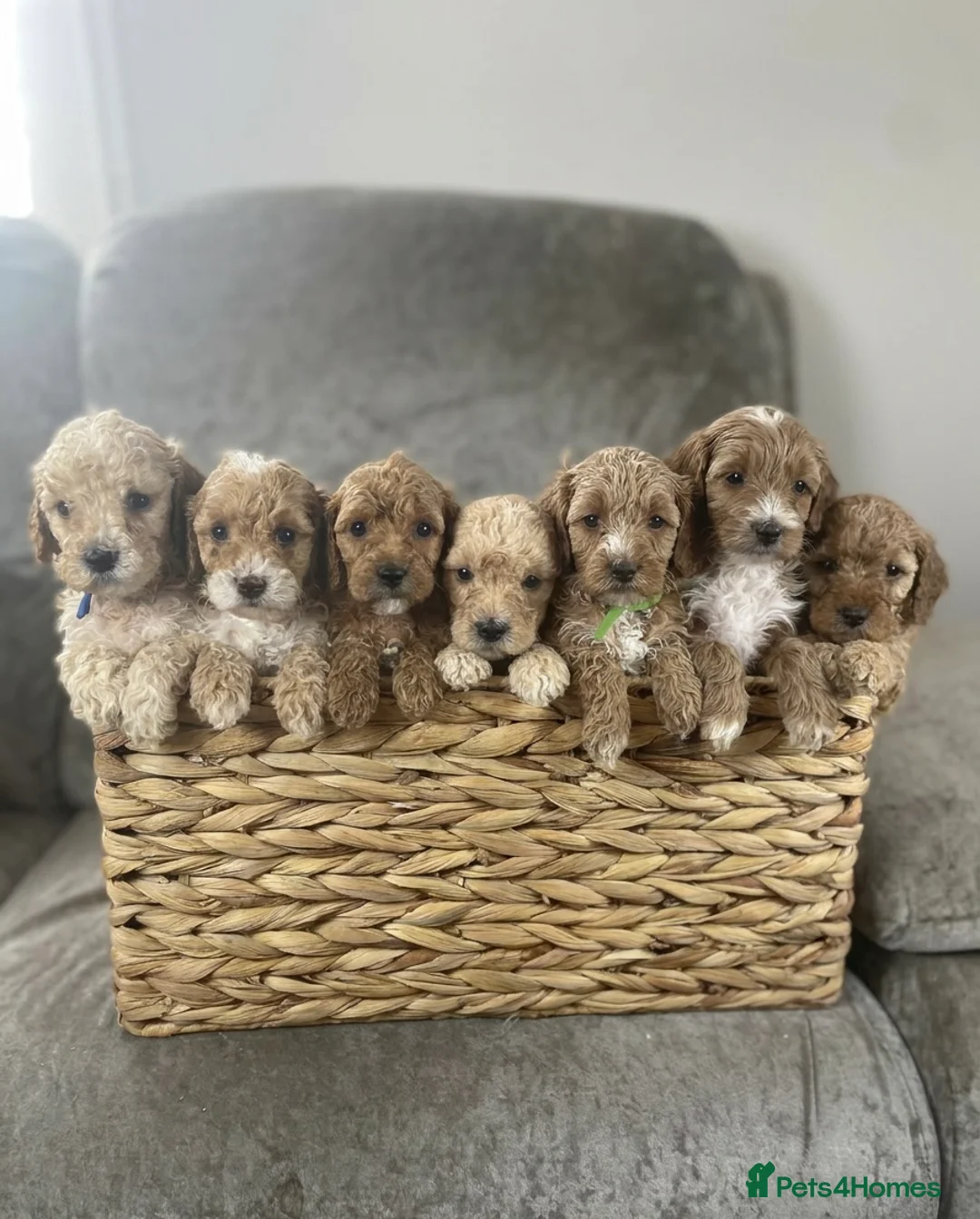 Cockapoo dogs for sale: F1b cockapoo for sale - Advert 2