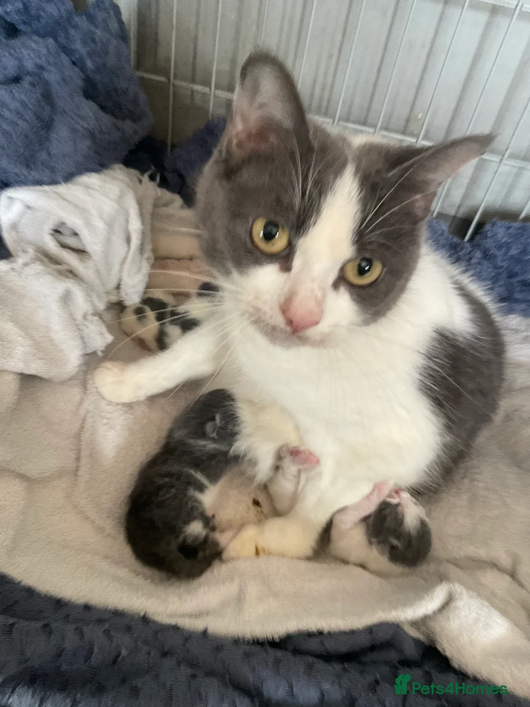 Mixed Breed cats for sale: Ready to leave mum  **  sunday - Advert 1