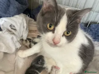 Mixed Breed cats Ready to leave mum Easter sunday - Advert 1