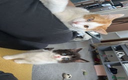 Turkish Van cats for sale: Beautiful babies ready for forever homes - Image 7