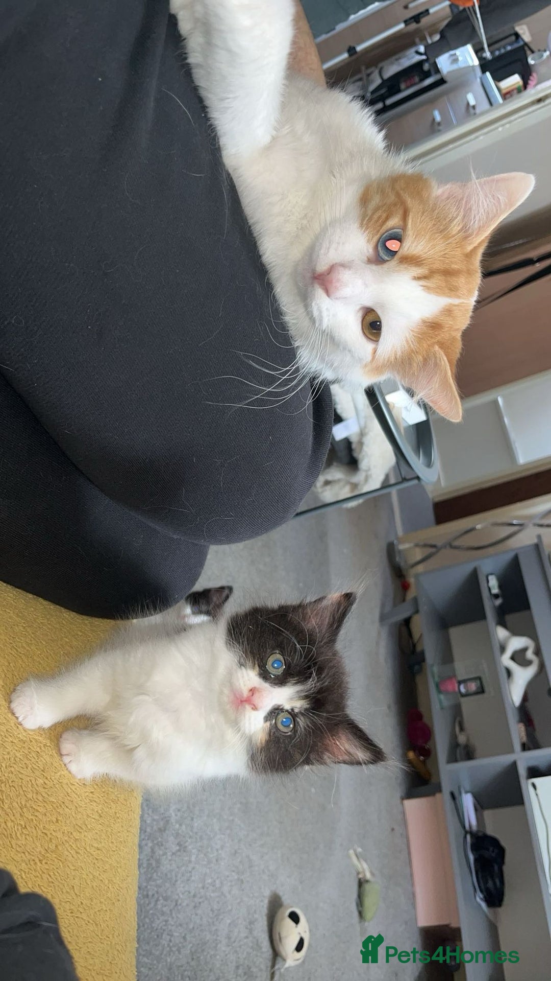 Turkish Van cats for sale: Beautiful babies ready for forever homes - Image 7