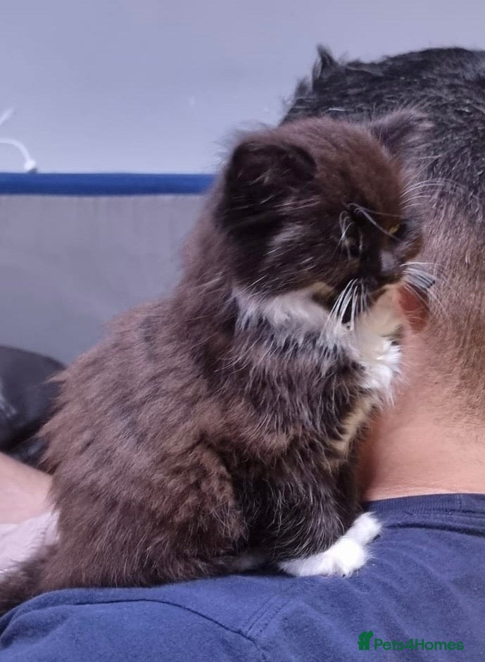 Persian cats 11 weeks old Mixed Persian kitten - Advert 2