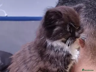 Persian cats 11 weeks old Mixed Persian kitten - Advert 2