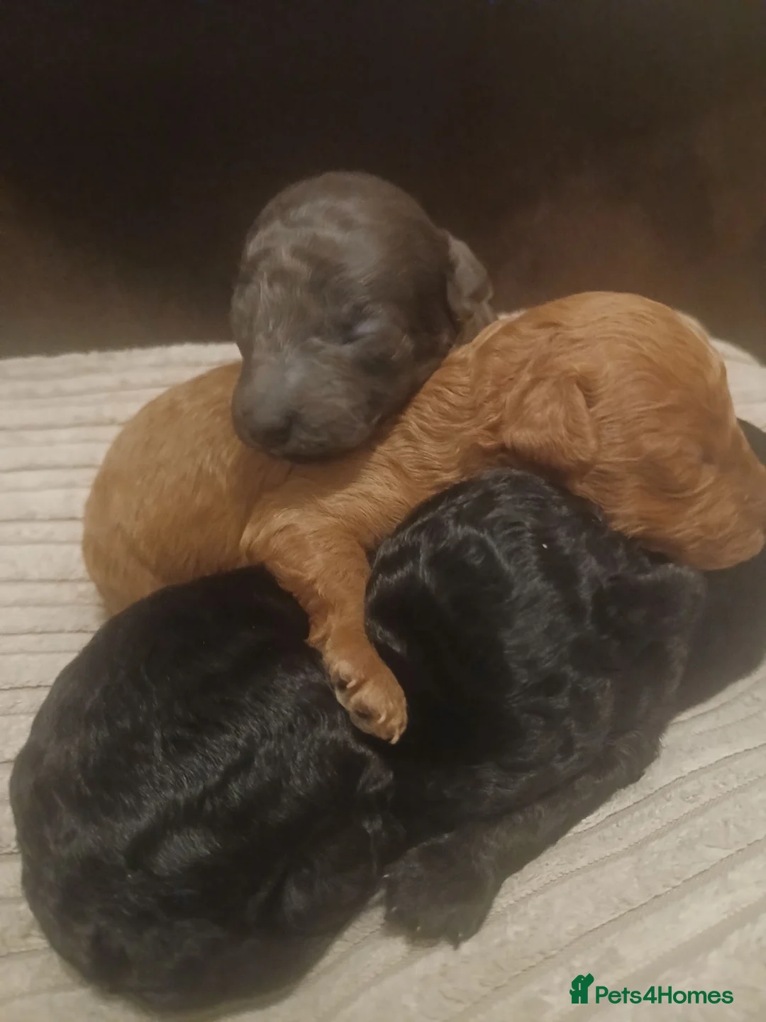 Toy Poodle dogs for sale: Beautiful litter of toy poodle pups 🐶 😍  - Advert 9