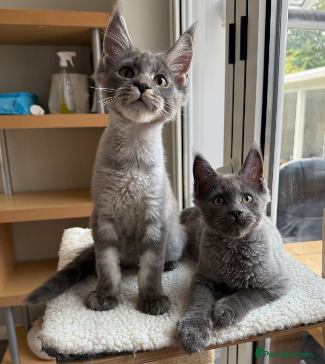 Maine Coon cats for sale: GCCF registered babies  - Image 7
