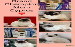 Ragdoll cats for sale: 🏆 gccf ragdoll grand champion kittens 🏆 - Image 4